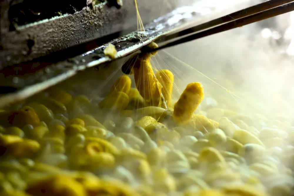 You will have the opportunity to try silk thread extraction